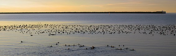Flock of 2000 tufted ducks in Ystad port, 16 January 2016