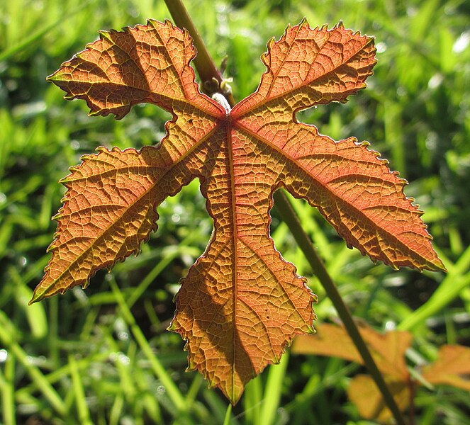 File:Vitaceae leaf (6693633211).jpg