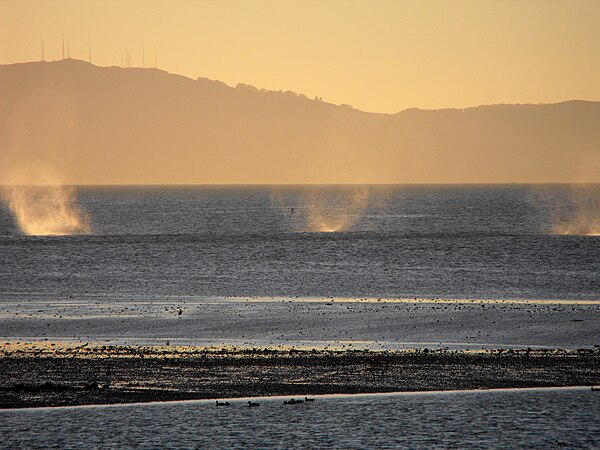 Wake vortices from a landing Airbus at Oakland International Airport interact with the sea as they descend to ground level.