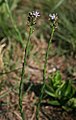 Wahlenbergia huttonii