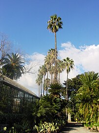 Washingtonia filifera nel Palmetum