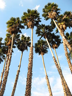 <i>Washingtonia robusta</i> species of plant