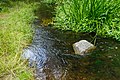 * Nomination Waterloopbos. Natuurgebied van Natuurmonumenten. Source of the Voorsterbeek. --Agnes Monkelbaan 05:49, 29 July 2017 (UTC) * Promotion Good quality -- Spurzem 06:18, 29 July 2017 (UTC)