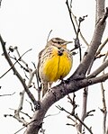 Thumbnail for File:Western meadowlark at Bush Terminal Park (26758).jpg