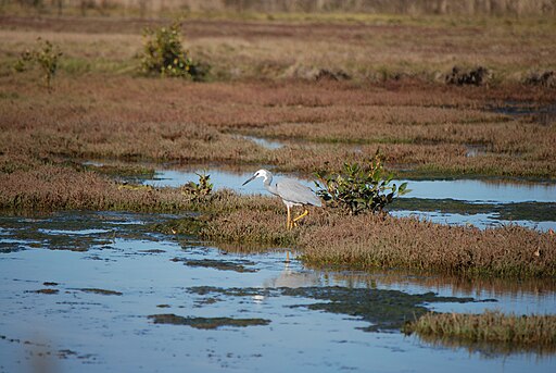 White-Faced Heron at Boondall Wetlands