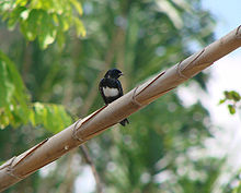 White-banded Swallow (Atticora fasciata).jpg