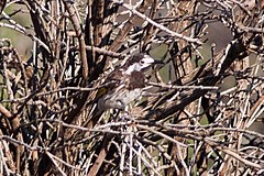 White-fronted Honeyeater (Purnella albifrons) (8079670117).jpg