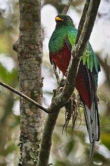 White-tipped Quetzal White-tipped Quetzal.jpg