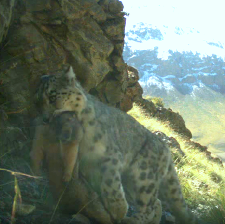 Tập_tin:Wild_Snow_Leopard_Goes_Grocery_Shopping.png