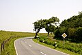 Windflüchter bei Gründeich in Ostfriesland