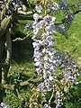 Wisteria sinensis