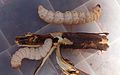 Witchetty grubs, ready to be eaten. - Australia