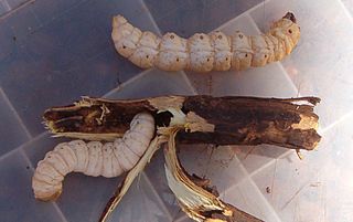 Witchetty grub Common name for a moth larva
