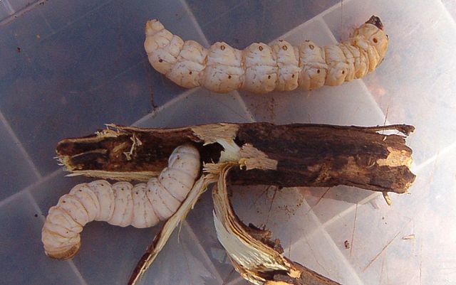 Witchetty grubs (Endoxyla leucomochla) of the subfamily Zeuzerinae