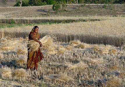 Woman harvesting wheat, Raisen district, Madhya Pradesh, India