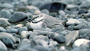 Brooding crooked beak (Anarhynchus frontalis)