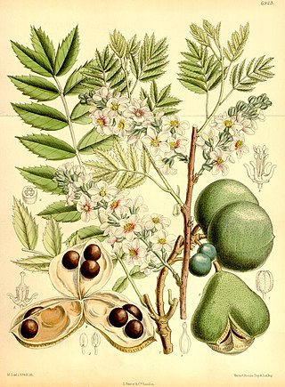 <i>Xanthoceras</i> Genus of soapberry plant