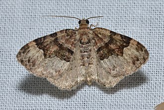 Toothed brown carpet moth, Xanthorhoe lacustrata Xanthorhoe lacustrata -Toothed Brown Carpet Moth (14573272488).jpg