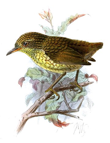 Lyall's wren