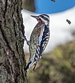 * Nomination Yellow-bellied sapsucker in the middle of drumming (tree shrapnel flying) --Rhododendrites 01:19, 29 March 2021 (UTC) * Promotion  Support Good quality. --Tagooty 03:19, 29 March 2021 (UTC)