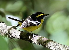 Yellow-breasted Boatbill 5465.jpg