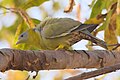 * Nomination Yellow-footed green pigeon (Treron phoenicopterus) near Nasirpur, Patiala. --Satdeep Gill 05:22, 11 April 2022 (UTC) * Decline  Oppose Sorry: The right half of the bird is not sharp enough for QI --F. Riedelio 11:39, 15 April 2022 (UTC)