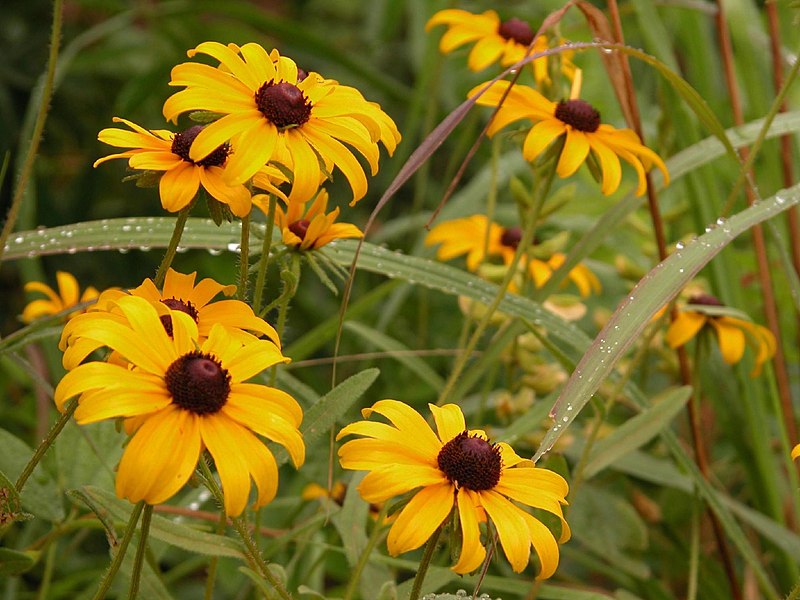 File:Yellow in dew.jpg