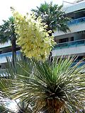 Vignette pour Yucca thompsoniana