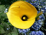 Zantedeschia sp.