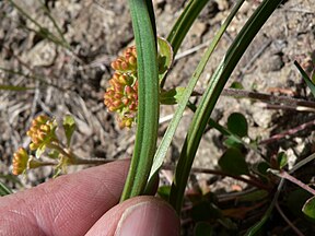 Zigadenus venenosus