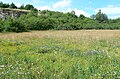 Čeština: Rozkvetlá louka v národní přírodní památce Zlatý kůň, okres Beroun English: Nature monument Zlatý kůň in Beroun District