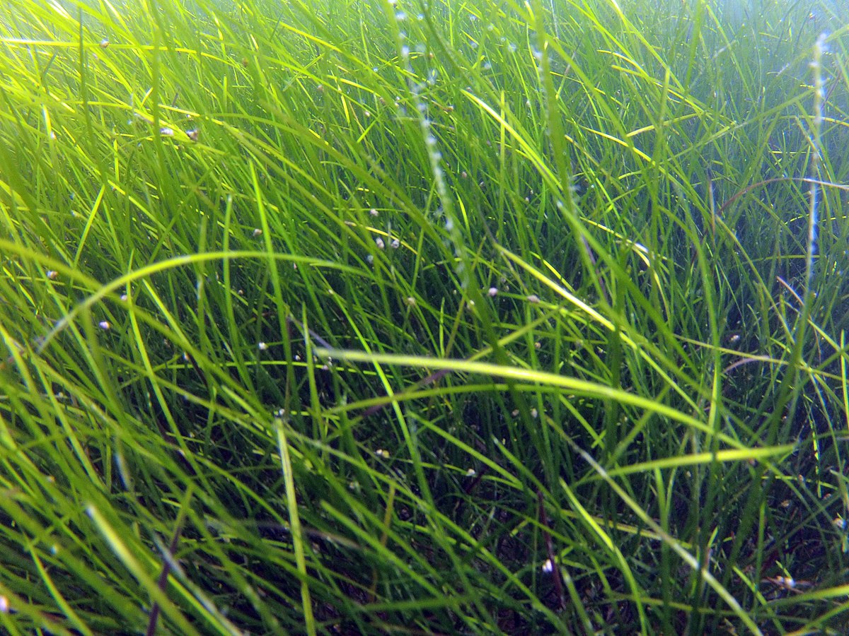 Зостера Морская Водоросль