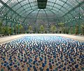 « The Dancing Solar Forget-Me-Not » - Alexandre Dang - Serre Royale de Laeken, 2010.JPG