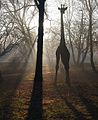 Polski: Żyrafa w parku