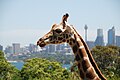 "Žirafe_Sidnejā.jpg" by User:Lieldienzakis