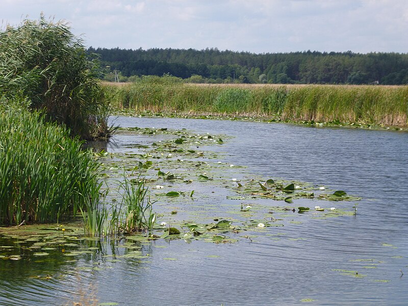 File:Река Мжа, Ракитное, под Харьковом.JPG