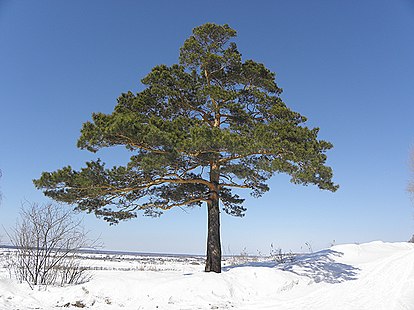 Стоит сосна. Сосна на открытой местности. Сосна растущая на открытом месте. Сосна на открытом месте. Отдельно стоящая сосна.