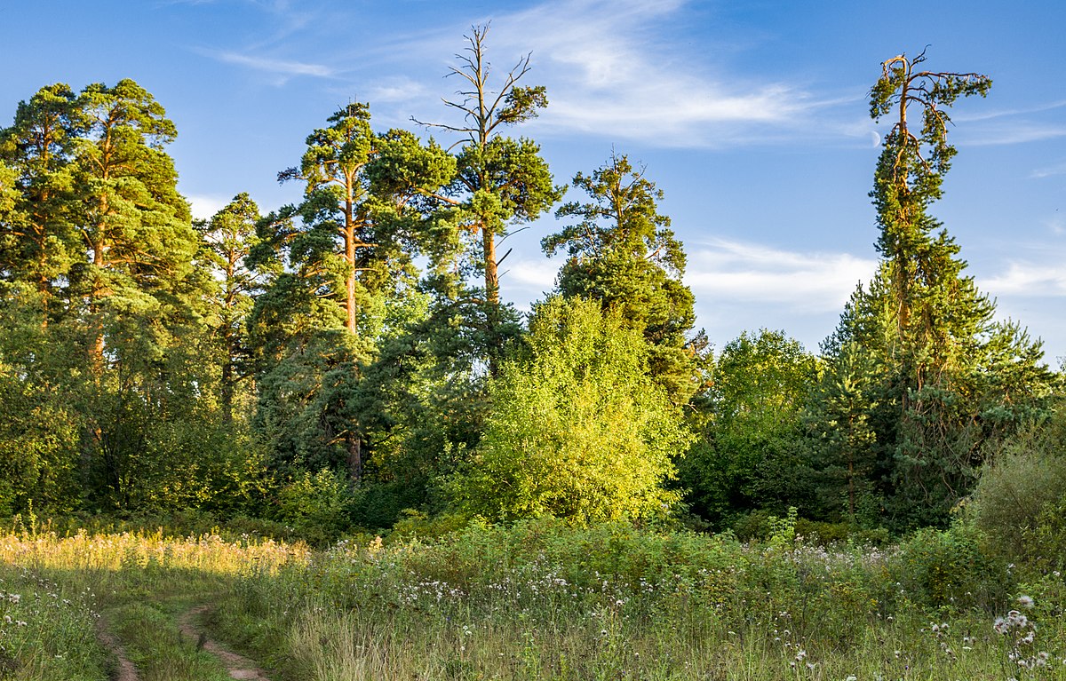 Луга заречный парк фото