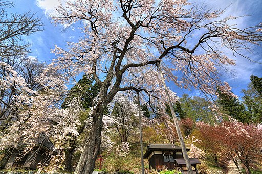 japanese spring flowers and meaning (sakura)