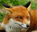 Category:Foxes at the British Wildlife Centre - Wikimedia Commons