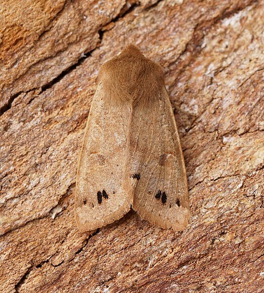 File:-2189- Twin-spotted Quaker (Anorthoa munda) (51079651937).jpg