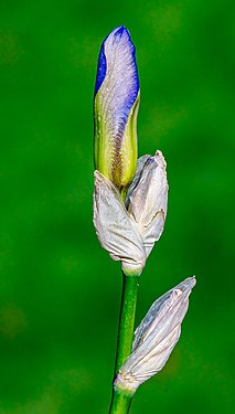 Bud of a blue iris