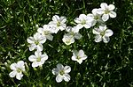 0 Minuartia graminifolia - Samoëns.JPG