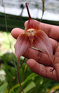 Description de l'image 15.Dracula simia, the Monkey Face Orchid (10957423336).jpg.