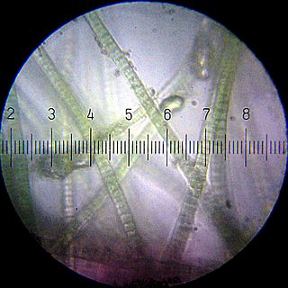 Biological carbon fixation Conversion of carbon to organic compounds