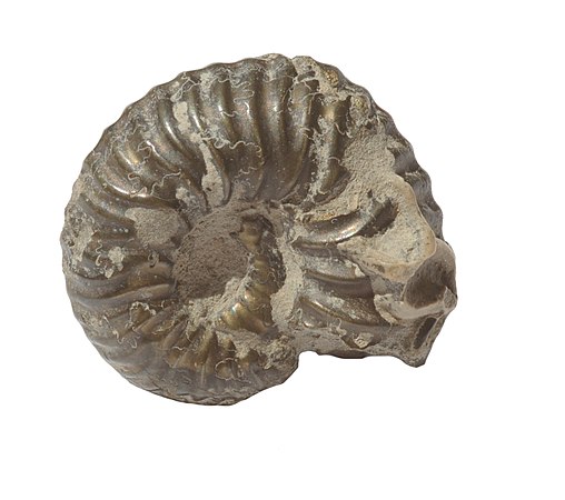 Ammonite.