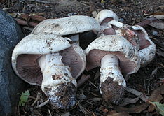 2011-12-02 Agaricus bernardii Quél 187343.jpg