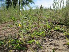 20120731Chenopodium album5.jpg