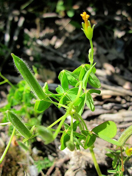 File:20130618Oxalis stricta4.jpg