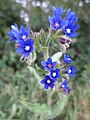 Myosotis sylvatica (Wald-Vergissmeinnicht)